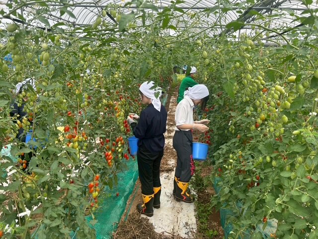 トマト農家での体験